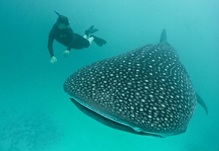 Whale sharks, the world's largest fish, are docile animals and mainly feed on plankton