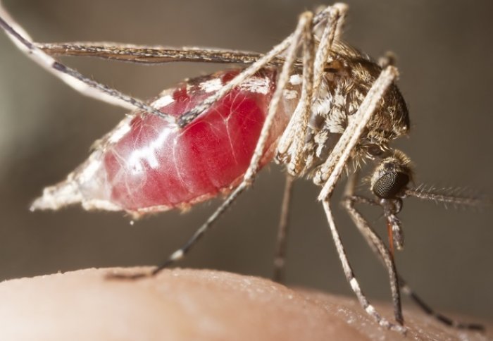 The malaria parasite is transmitted by some species of biting mosquito