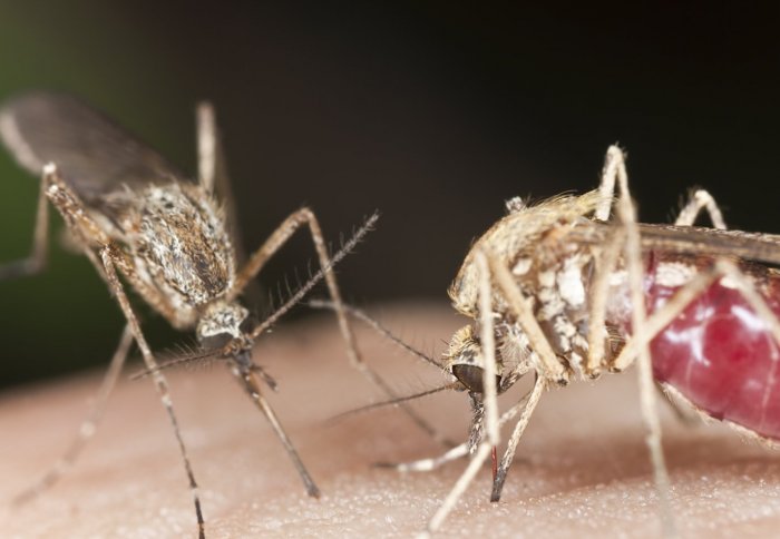 Two mosquitos sucking blood