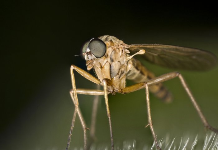 Some species of mosquitoes transmit the deadly disease malaria