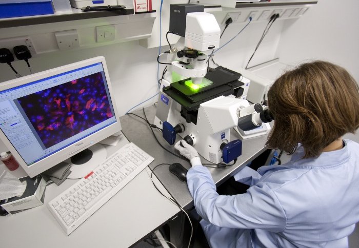Heart muscle cells grown from stem cells being studied in the lab.