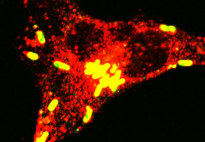 Salmonella inside a host cell