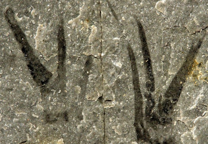 Scissor hand-like claws of Kooteninchela deppi