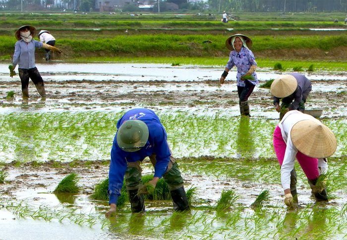 Planting rice in a field