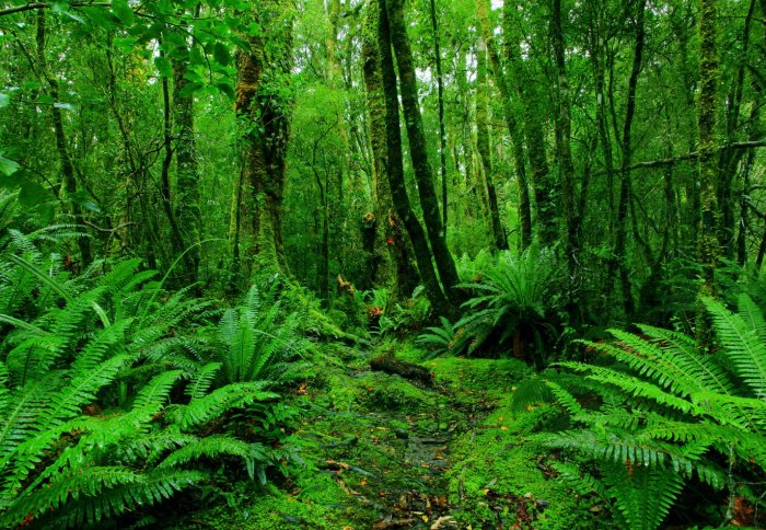 Rainforest path