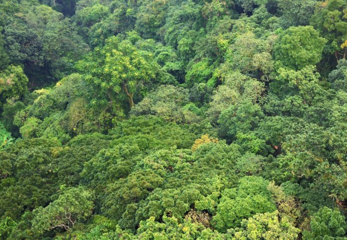 Tropical rainforest, Guatemala