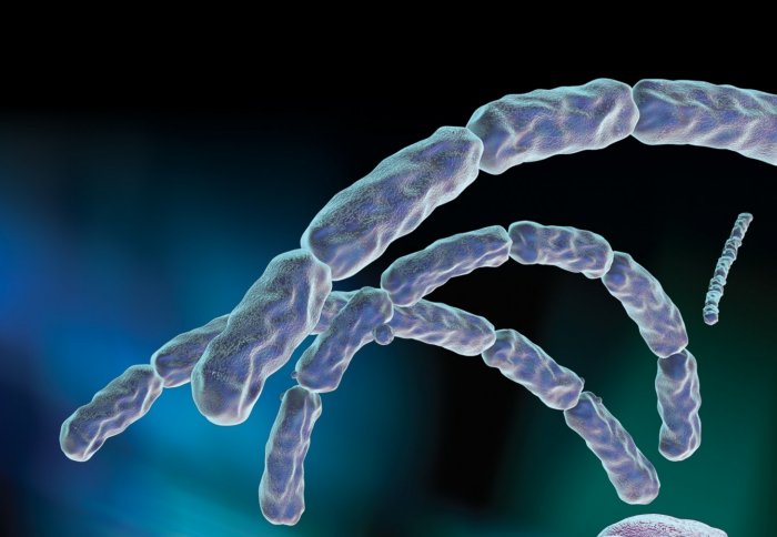 computer artwork of anthrax bacteria