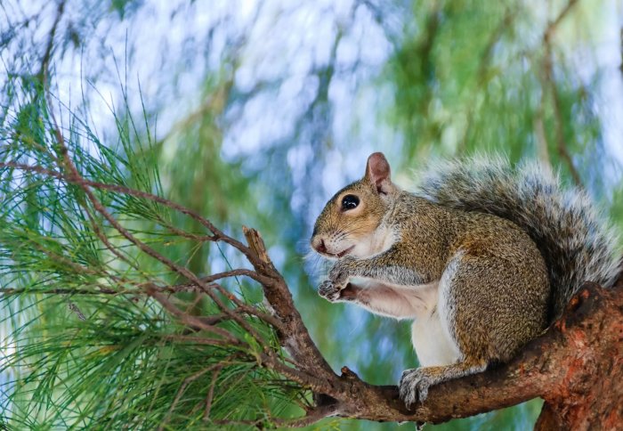 Small grey squirrel sitting on the tree