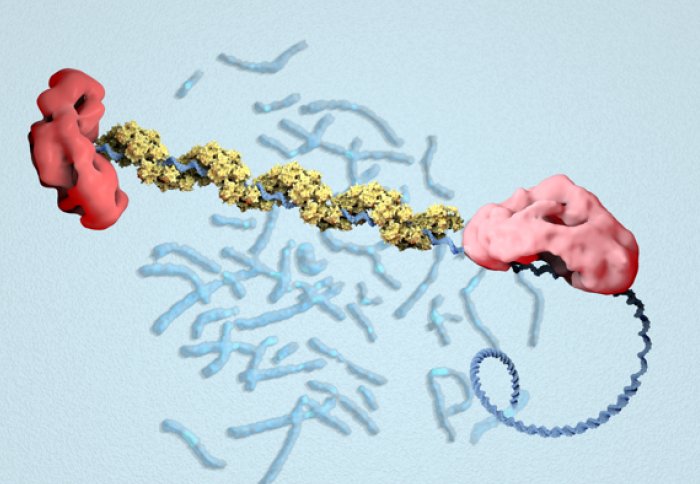 BRCA2 (red) helps RAD51 (yellow) form short filaments on strands of broken DNA (blue), enabling it to look for matching strands.