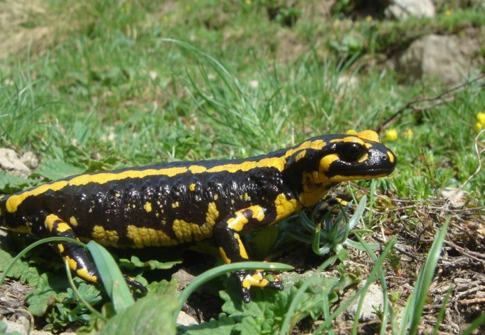 fire salamander