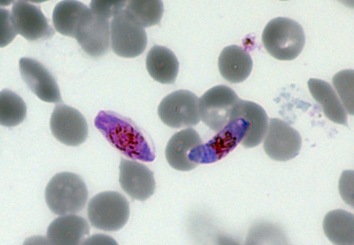Male and female gametocyte cells in malaria parasite