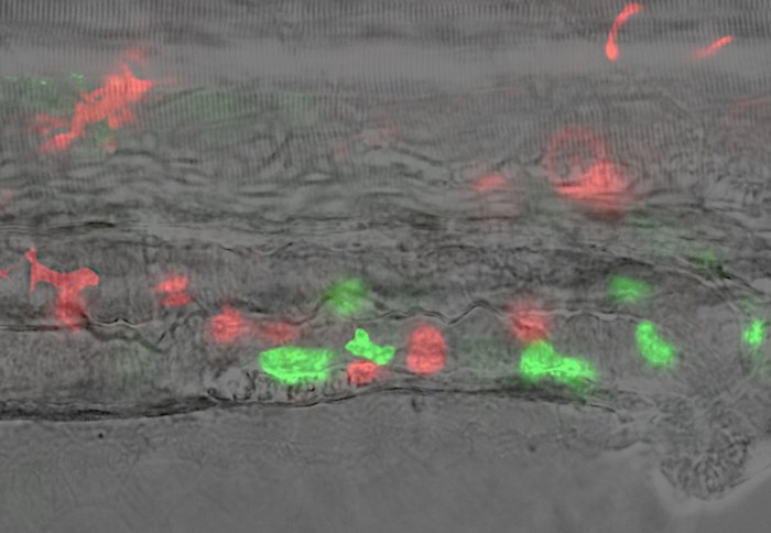 Immune cells, coloured with fluorescent markers, in the gut of a zebrafish.