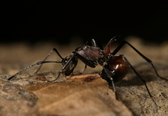 A large and small ant (credit: Tom Fayle)