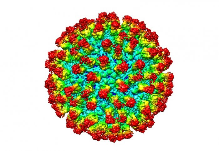 Human antibodies binding to a dengue virus particle.