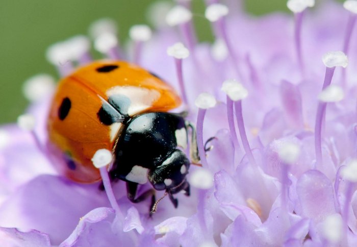 Ladybird on a flower