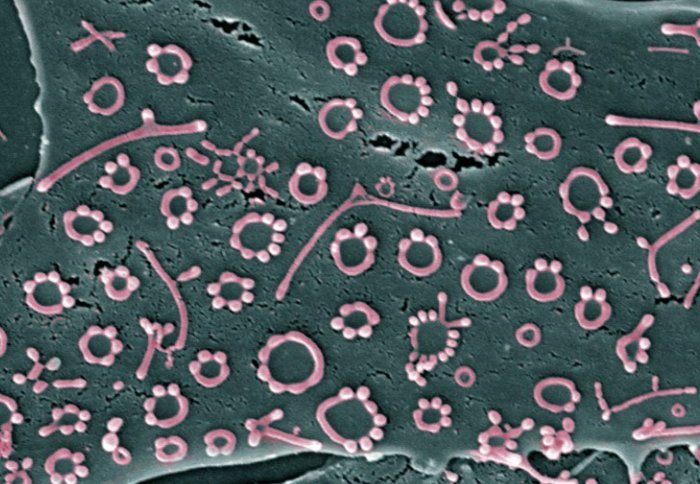 Pink bacteria