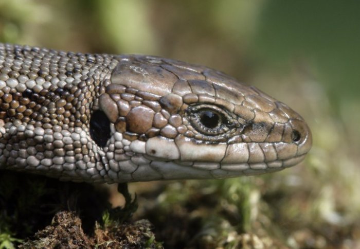 Common lizard (Credit: Emi/Shutterstock)