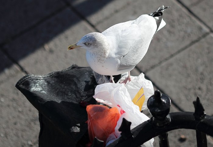 Seagull on rubbish