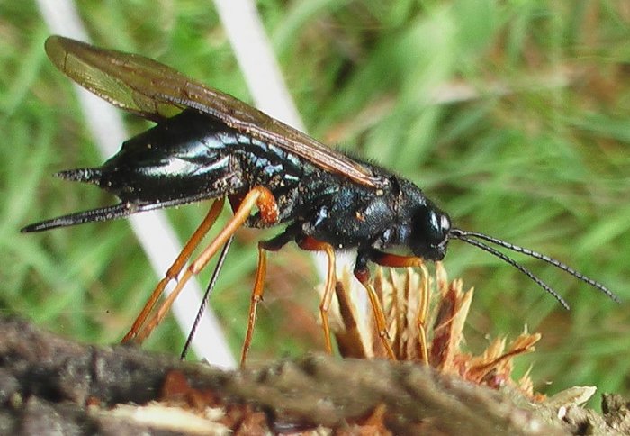 Robotic needle mimics wasp's ovipositor