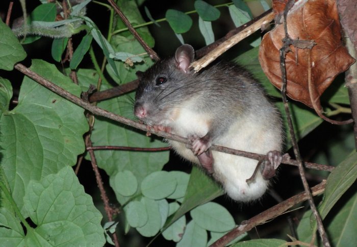 Rat in tree