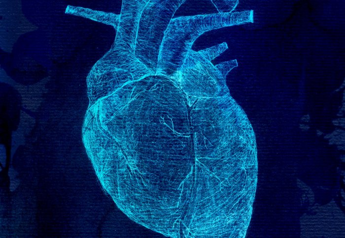 Image of a human heart