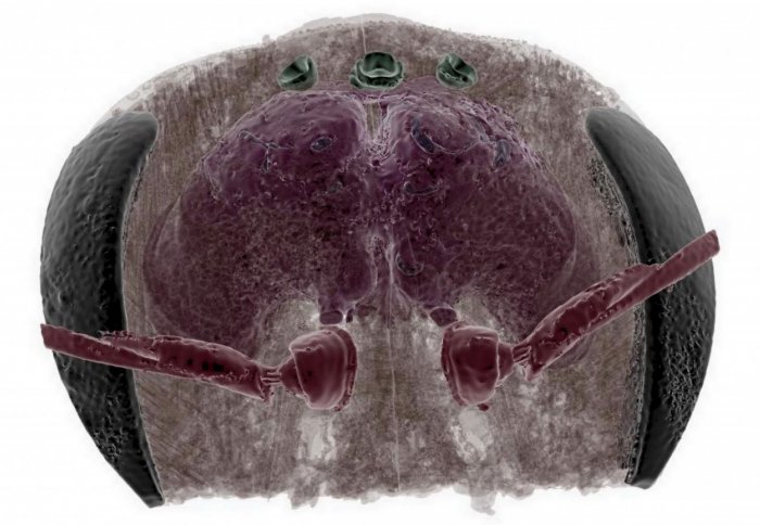 See-through bee head with brain imaged