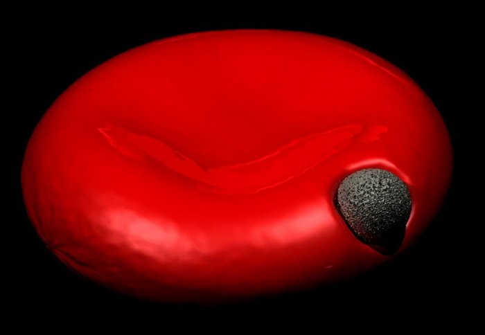 Malaria parasite entering a red blood cell