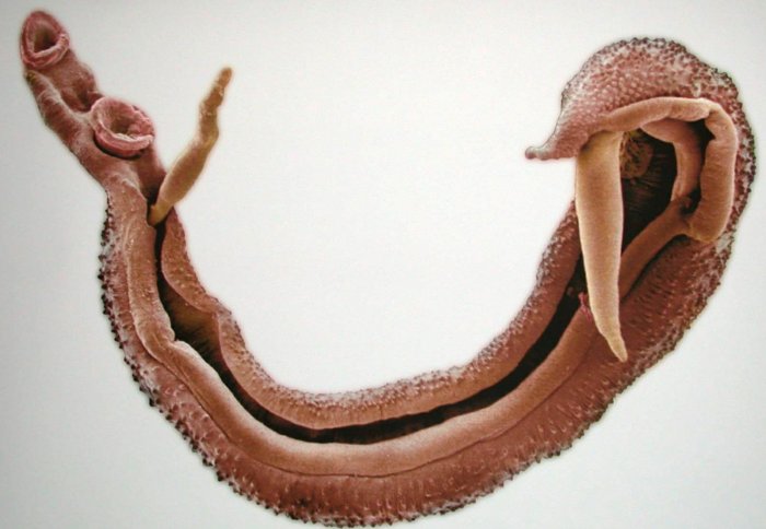 Schistosoma worm