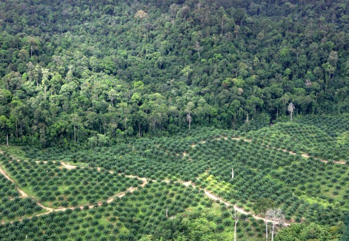 Forest bordering plantation