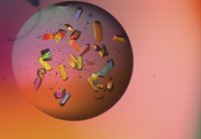 Colourful protein crystals from the team's experiments viewed under a microscope. Each crystal is around 100 micrometres wide (a similar width to human hair)