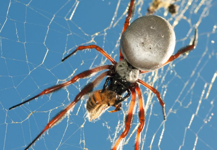 Australian Golden Orb Spider