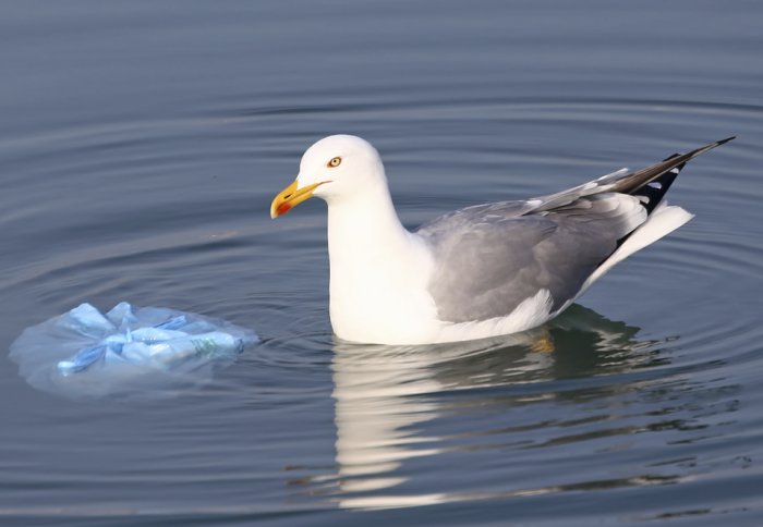 Sea gull and plastic bag