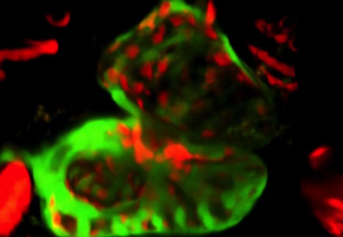 Zebra Fish heart with heart chamber cells in red and muscles cells in green