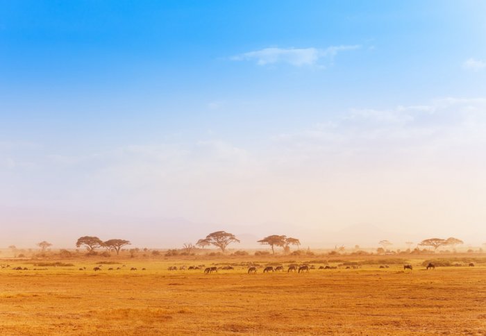 Zebras on a dusty savannah