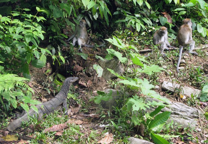 A big lizard and three monkeys in a forest