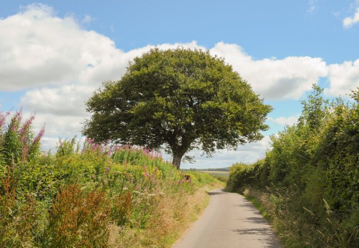 A country lane with hedges either side
