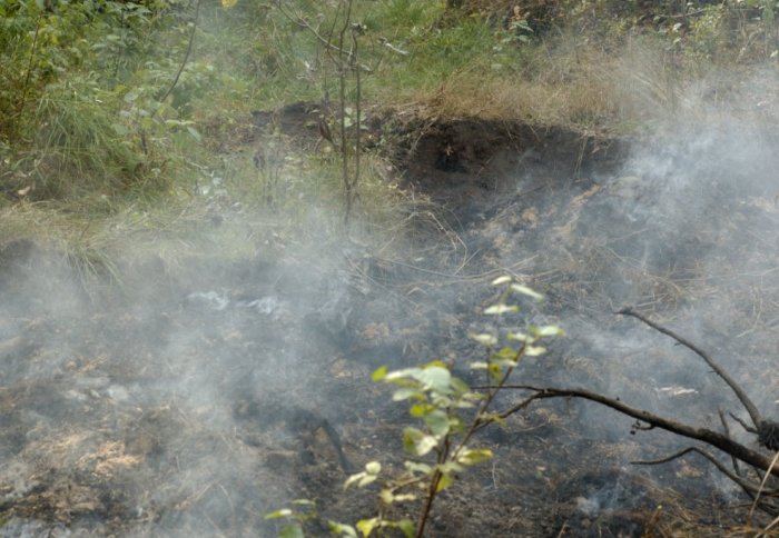 A smouldering peat fire