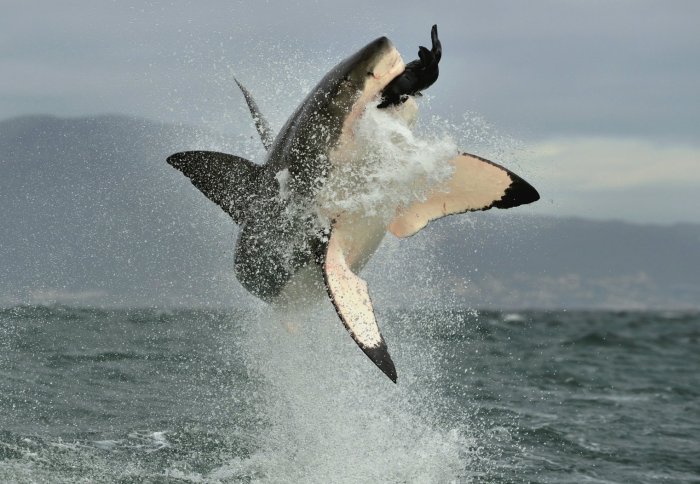 Great white shark leaping out of the water with a seal in its mouth