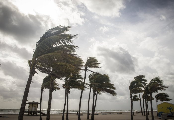 Palm trees blown in strong storm winds