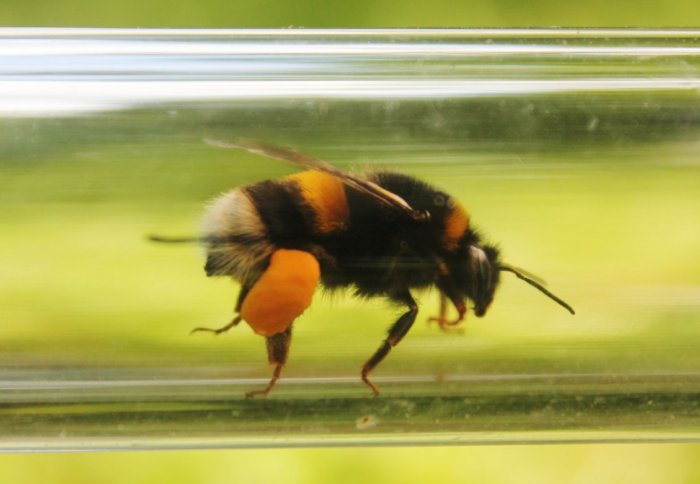 A bee in a tube with a leg full of pollen