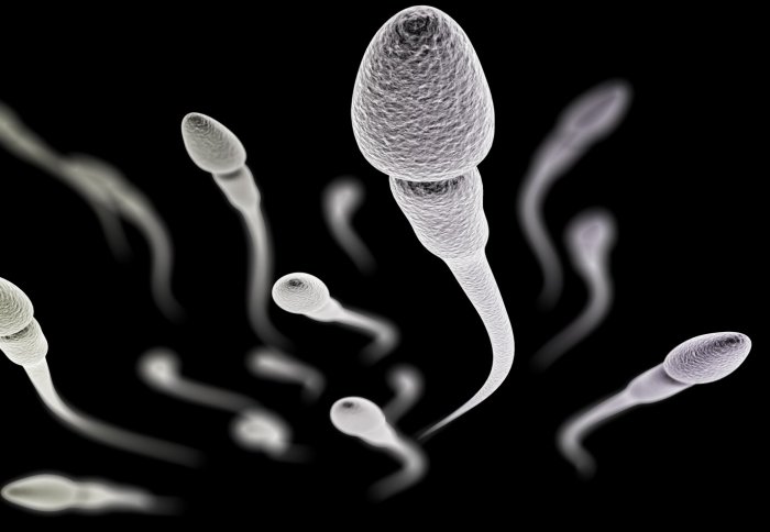 A group of sperm cells swimming
