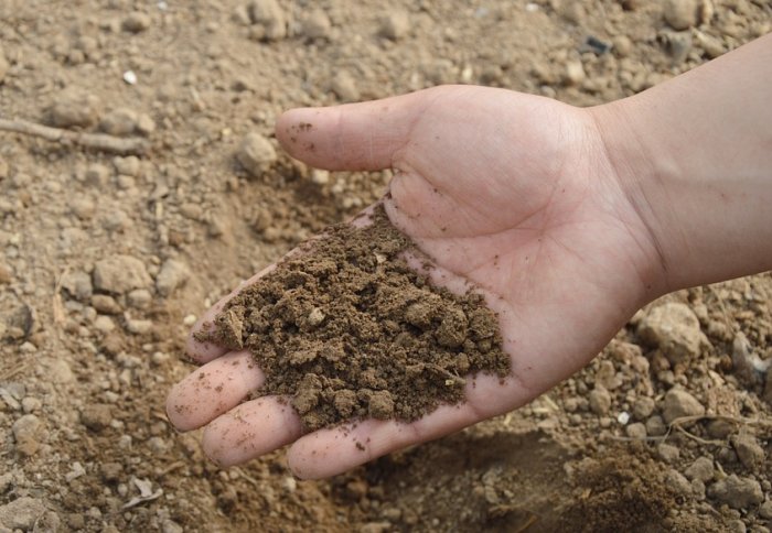Hand in soil