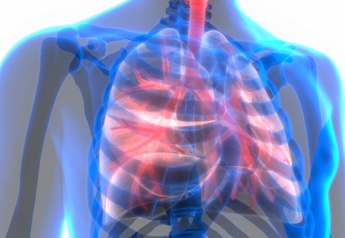 Graphic of red lungs in a see-through body