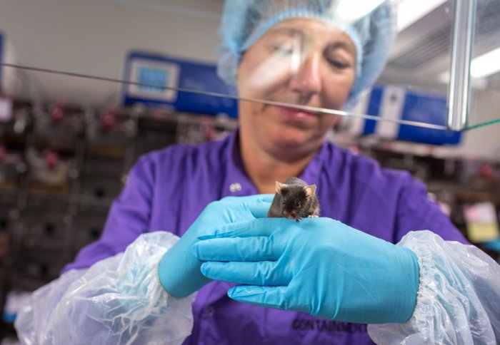 Technician holding a mouse on gloved hands