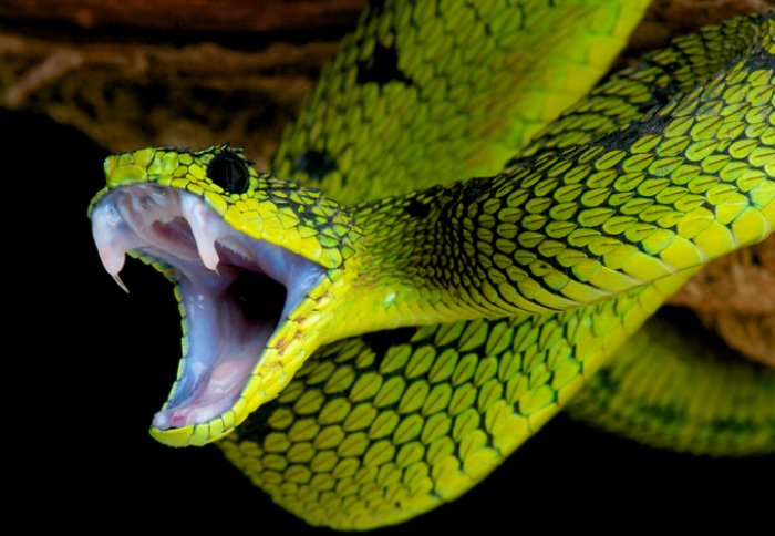 Snake showing its fangs