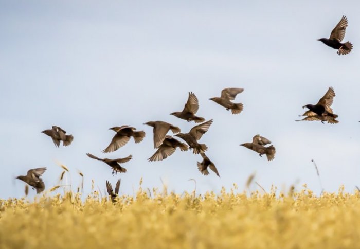 A small flock of starlings descending on a crop field