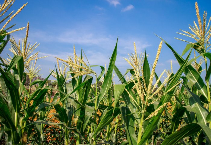 Close-up of crops