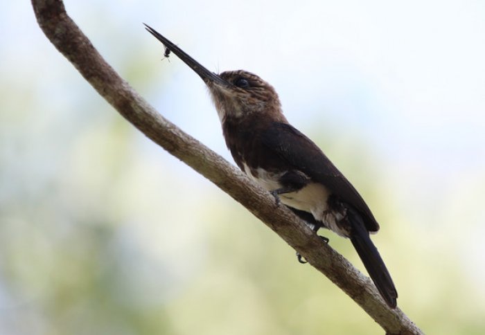 Bird on a branch with a long beak holding an insect