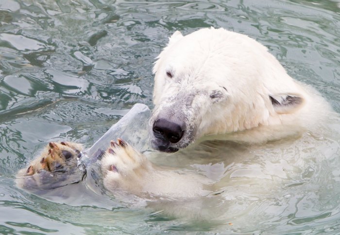 A polar bear trying to eat a plastic bottle