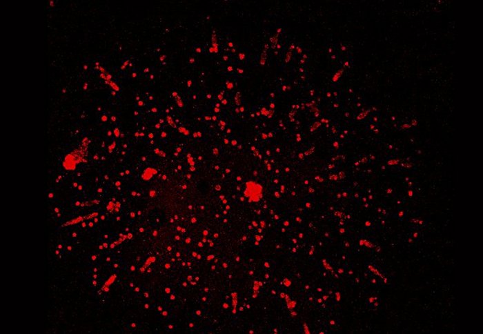 Fluorescent TB infection model mimicking human lung infection in the laboratory